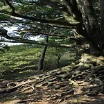 In Veluwe Near Nature Trails *