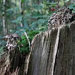In Veluwe Near Nature Trails