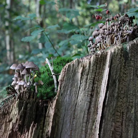 In Veluwe Near Nature Trails