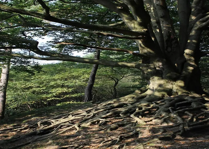 In Veluwe Near Nature Trails *