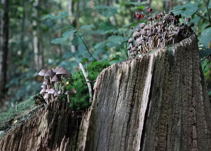 In Veluwe Near Nature Trails