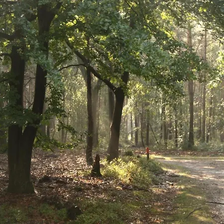 In Veluwe Near Nature Trails Holiday home